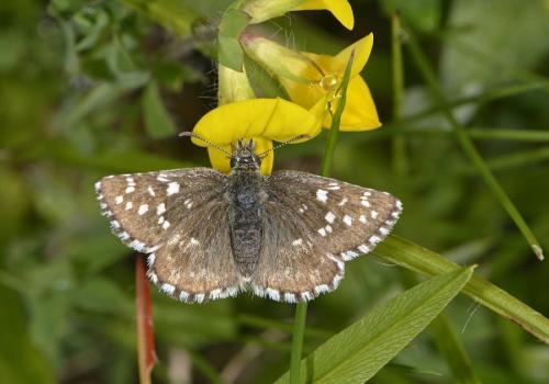 Pyrgus sp.